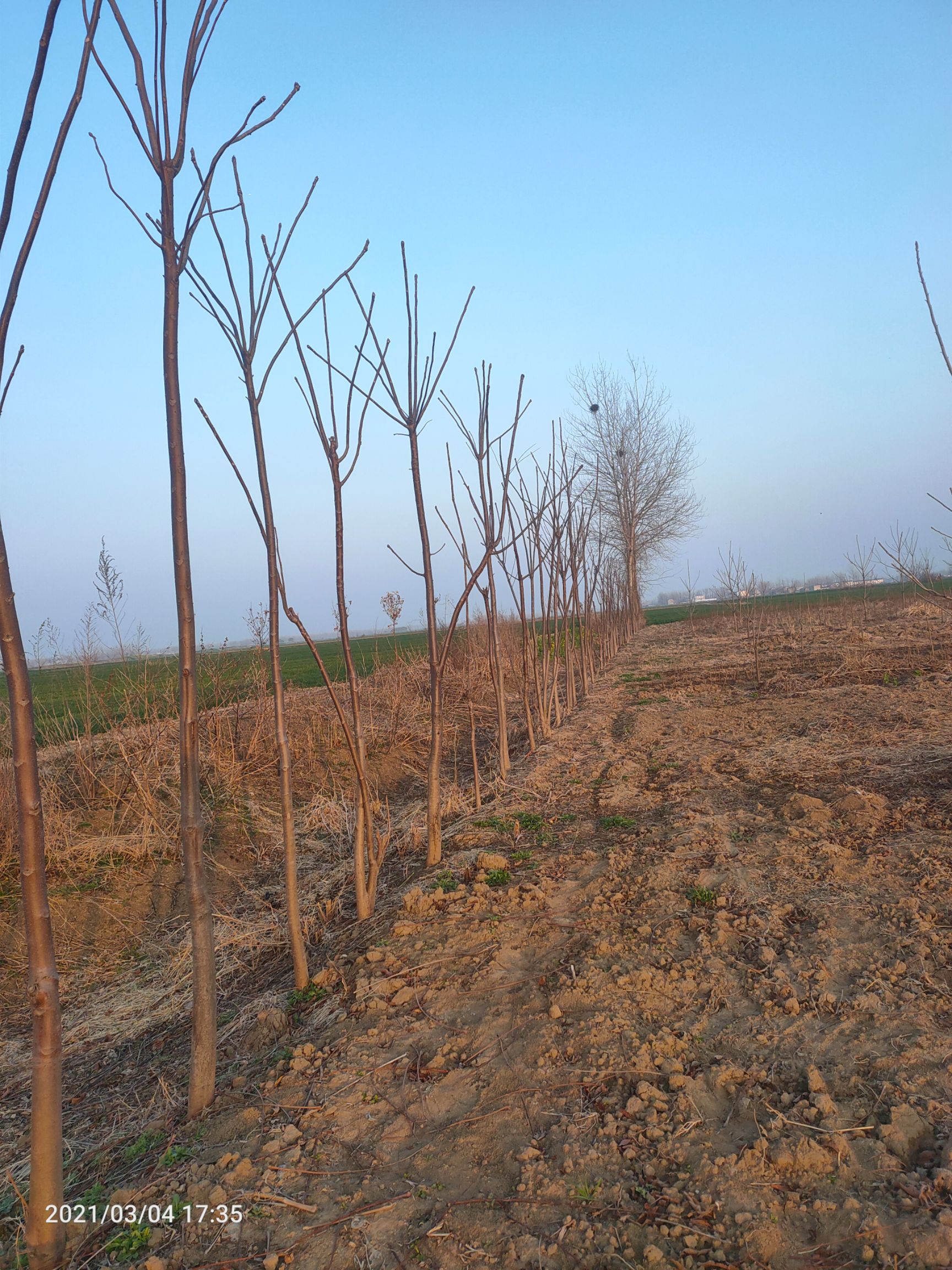 香椿大苗，现挖现装车