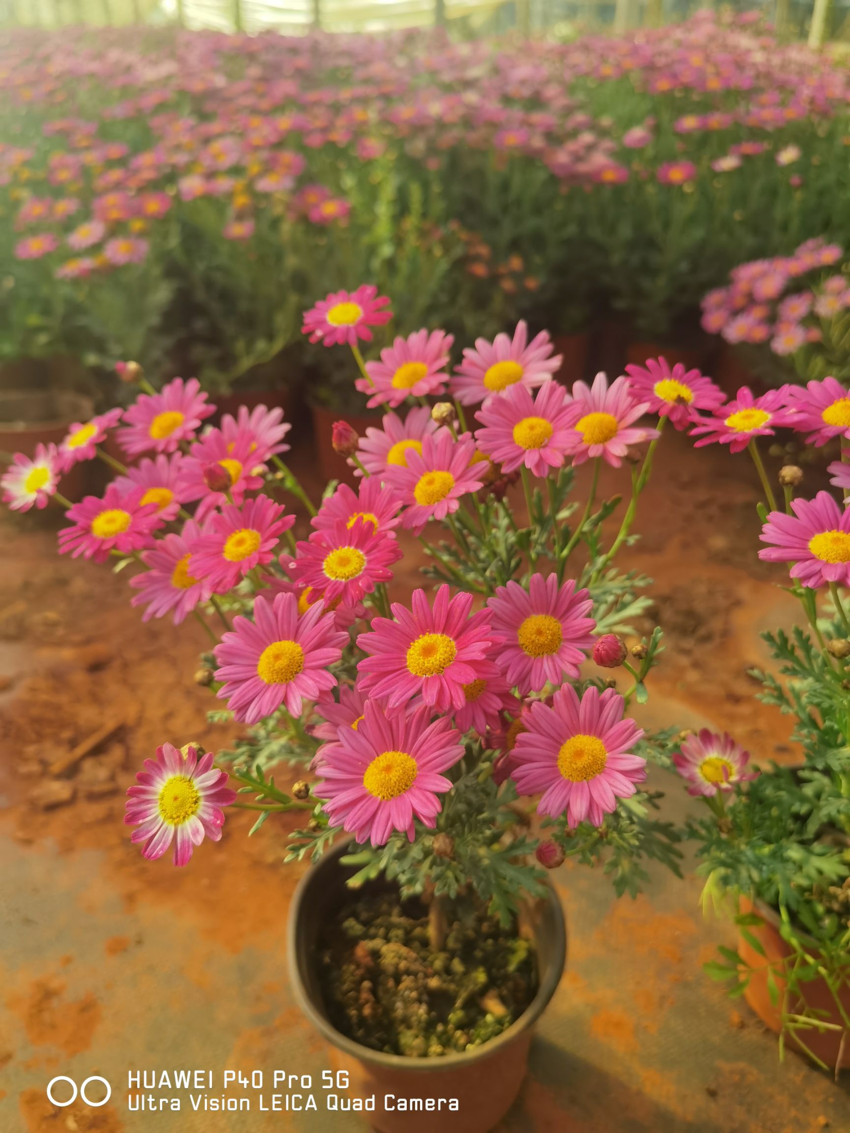 玛格丽特花  玛格丽特