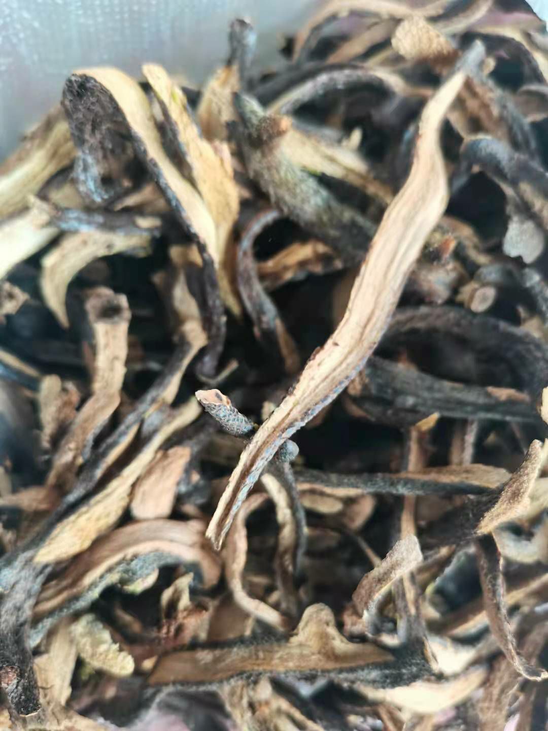 骨碎补干货