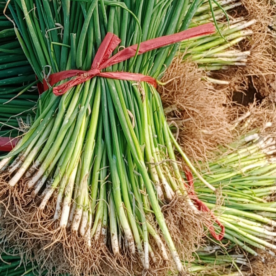 铁杆大葱苗  铁杆大葱葱苗