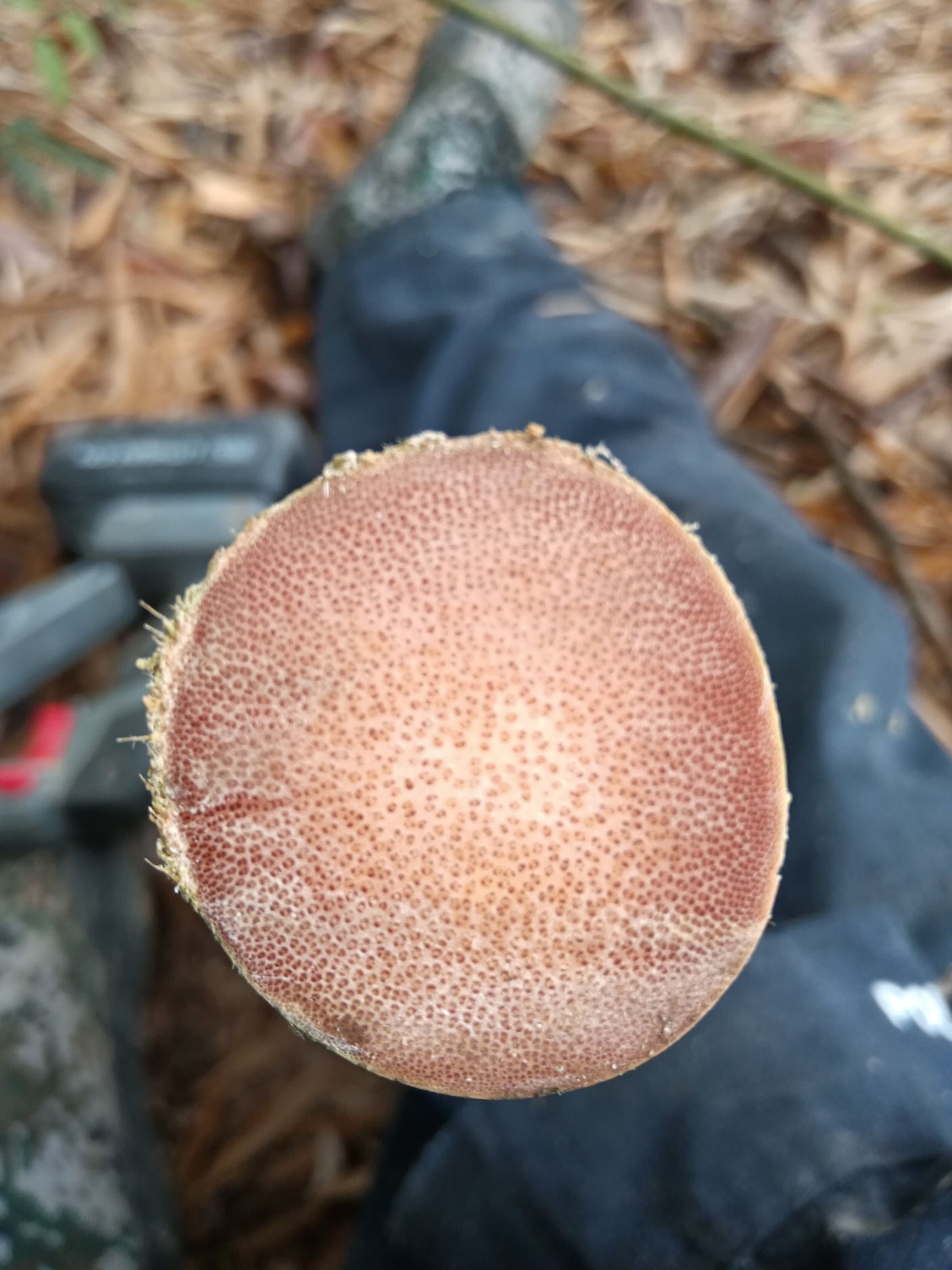 实心竹 龙血金丝竹，真正的龙血金丝竹，满满的鱼子纹，血色格外鲜艳，您