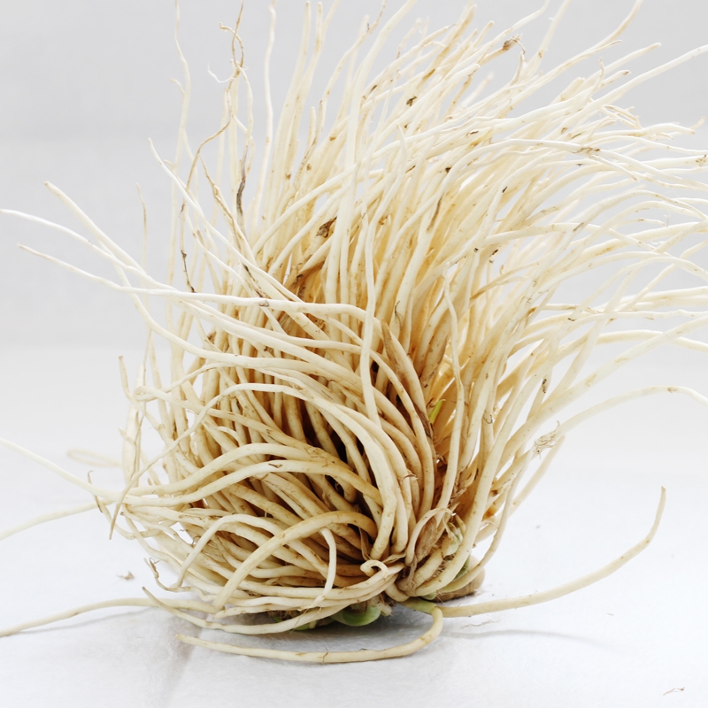 云南撇菜根大叶韭菜洗净大韭菜根可做咸菜佤味鸡脚配料非小韭菜