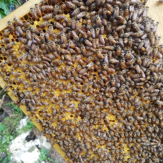 廉江市中华蜜蜂  中蜂蜂群本地优质土蜂群  想打冬蜜的抓紧了廉江青平自提蜂苗