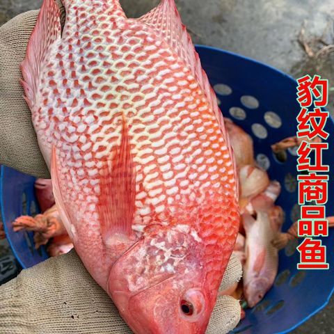 广州 淡水红罗非鱼苗观赏鱼苗小鱼苗彩虹鲷星洲红鱼腊鱼苗基地直供活体
