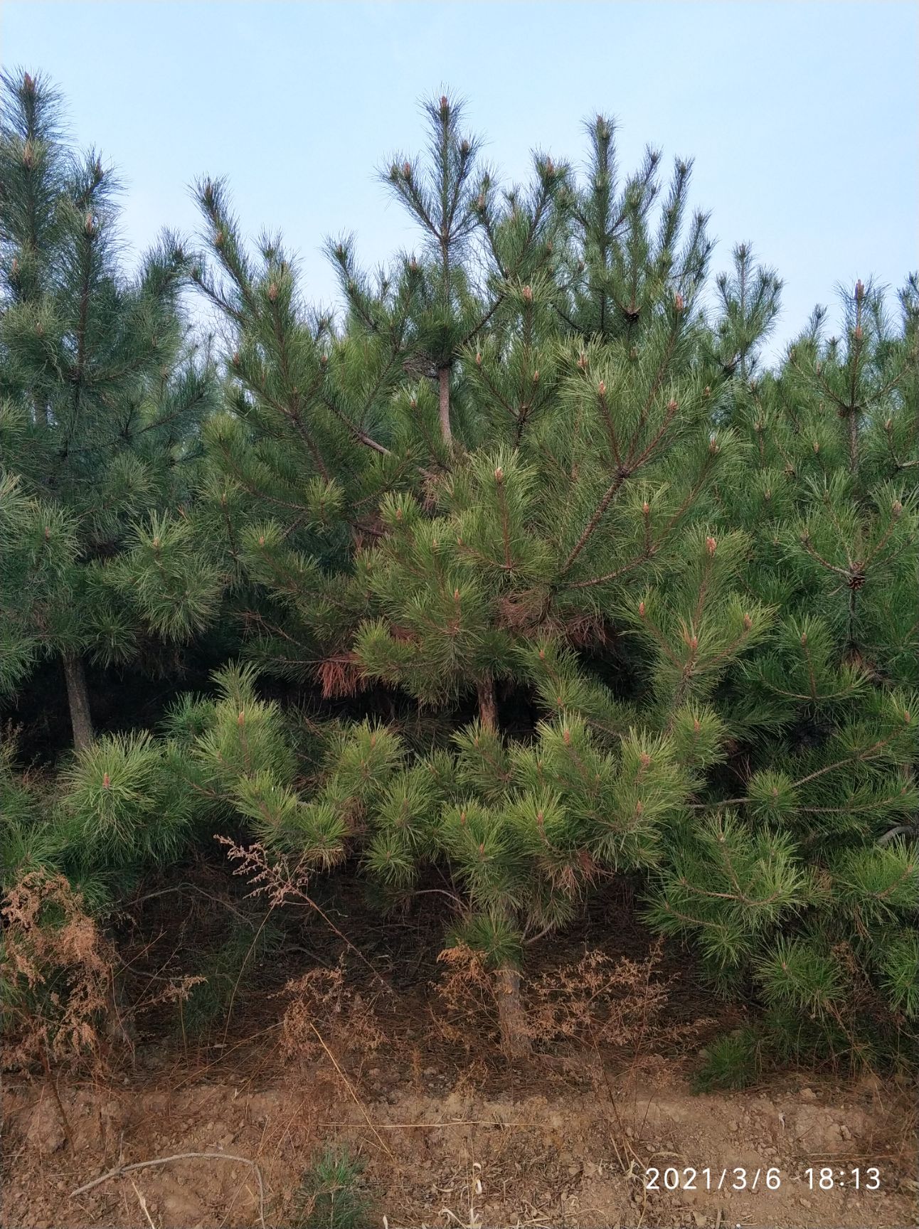 雪松  全部一手货源，价格可以协商！