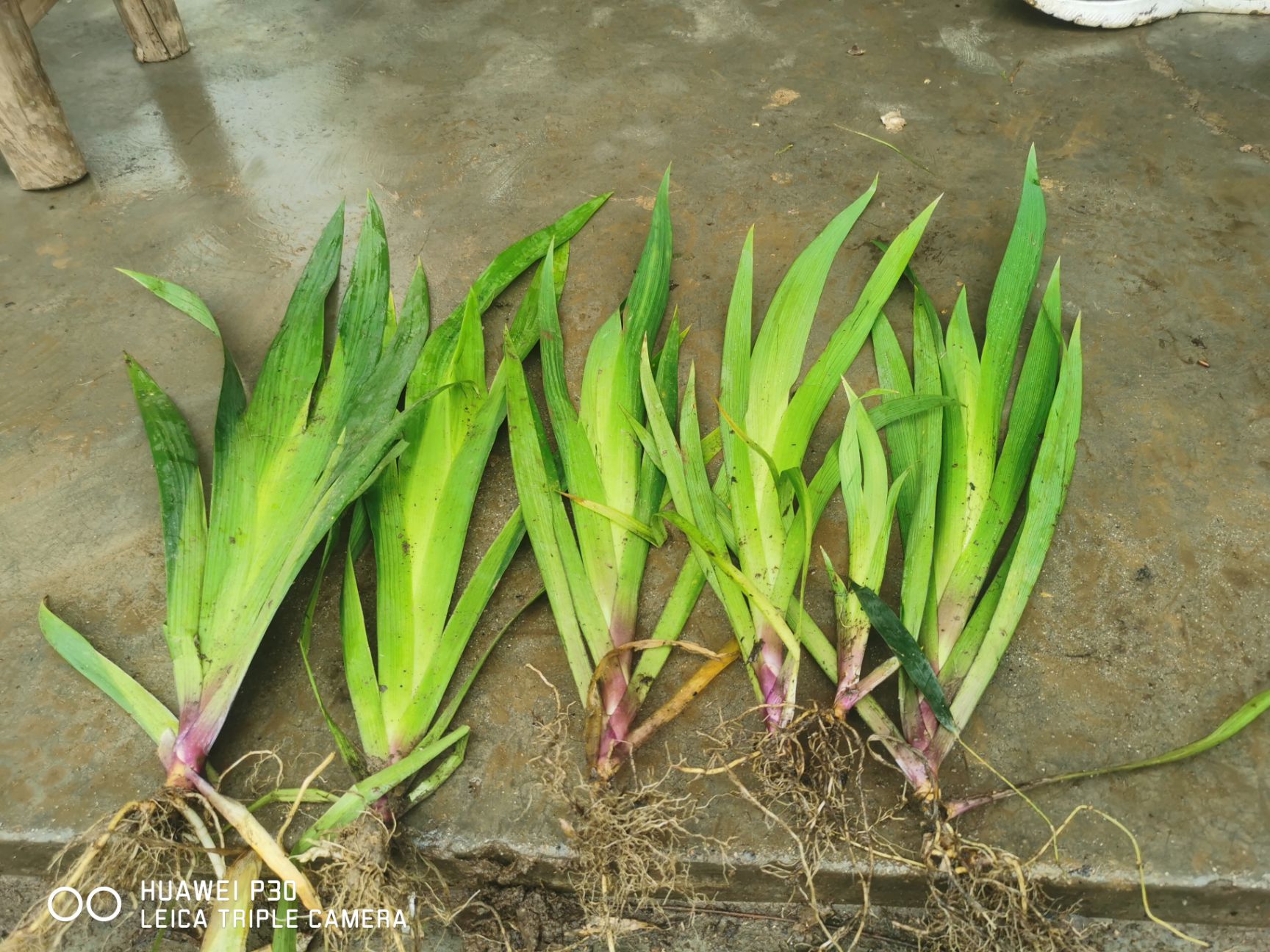 鸢尾基地直销  襄阳基地，绿化工程，一手货源，量大从优