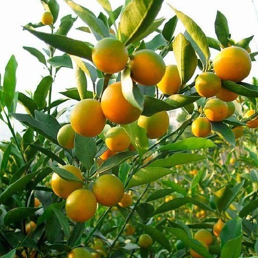 灵山县脆蜜金柑苗  广西脆蜜金桔苗，可盘栽地栽庭院种植 ，新品种大果，南北都可以