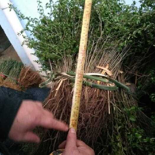 阳朔县 铁篱笆      鸟不粘    马甲刺
