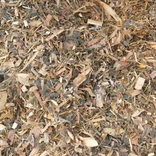 玉米青贮  散装玉米秸秆青储