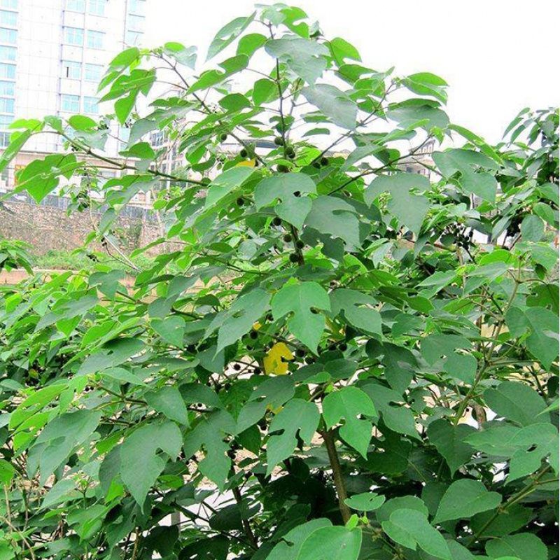 构树杂交构树苗楮实子假杨梅猪牛羊马青饲料牧草耐寒高温