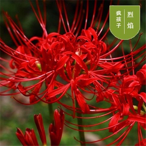 青州市曼珠沙华盆栽  多色彼岸花曼珠沙华种球石蒜科盆栽四季观赏室内庭院球根花卉