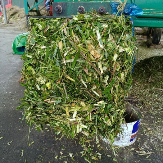 罗城县青储草