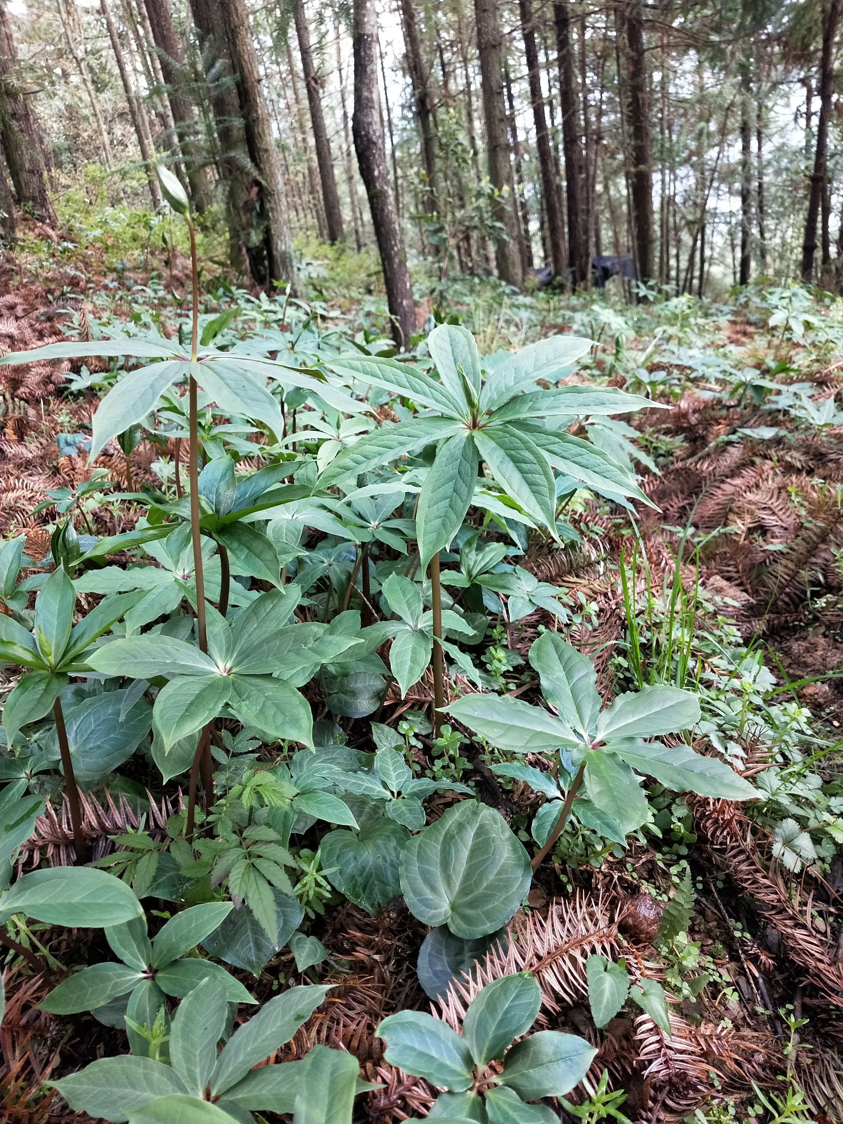 重楼苗  七叶一枝花苗