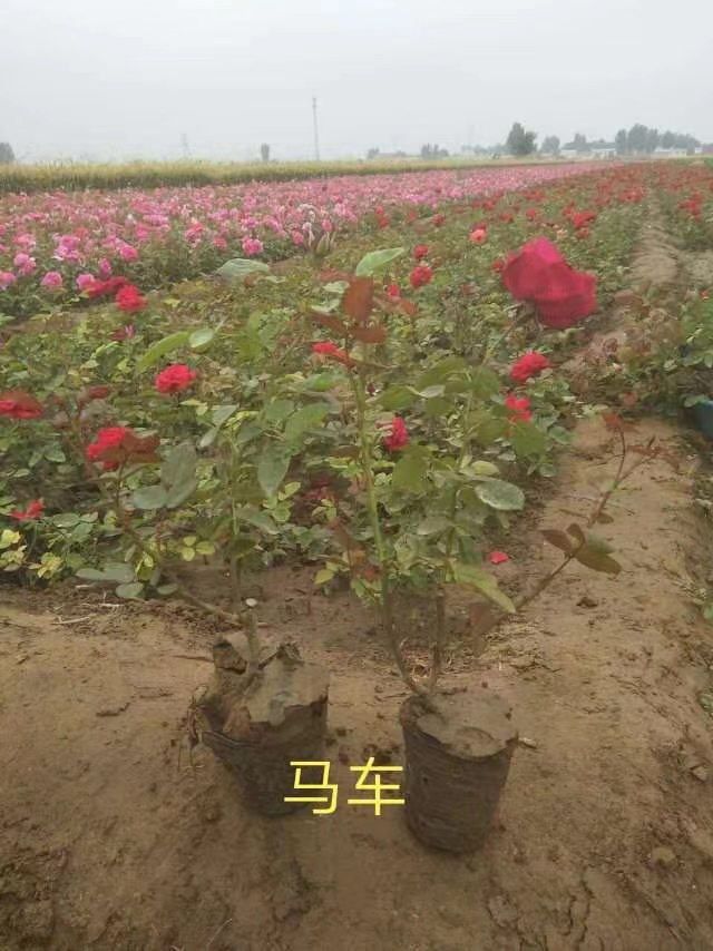 大花月季  月季花
