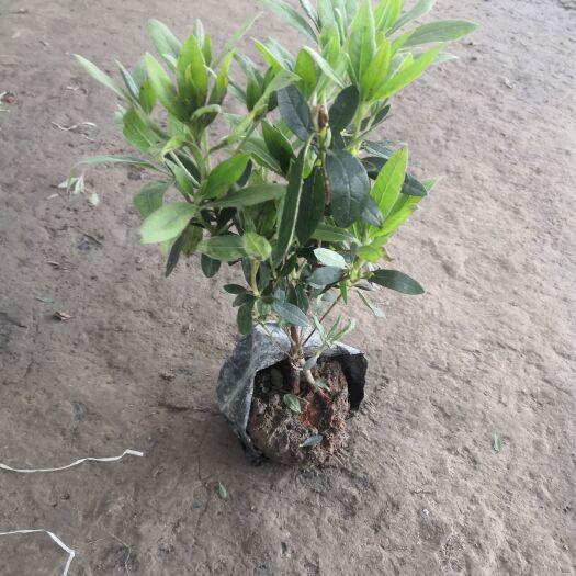沭阳县毛杜鹃  杜鹃春鹃毛娟盆栽绿植四季常青花卉