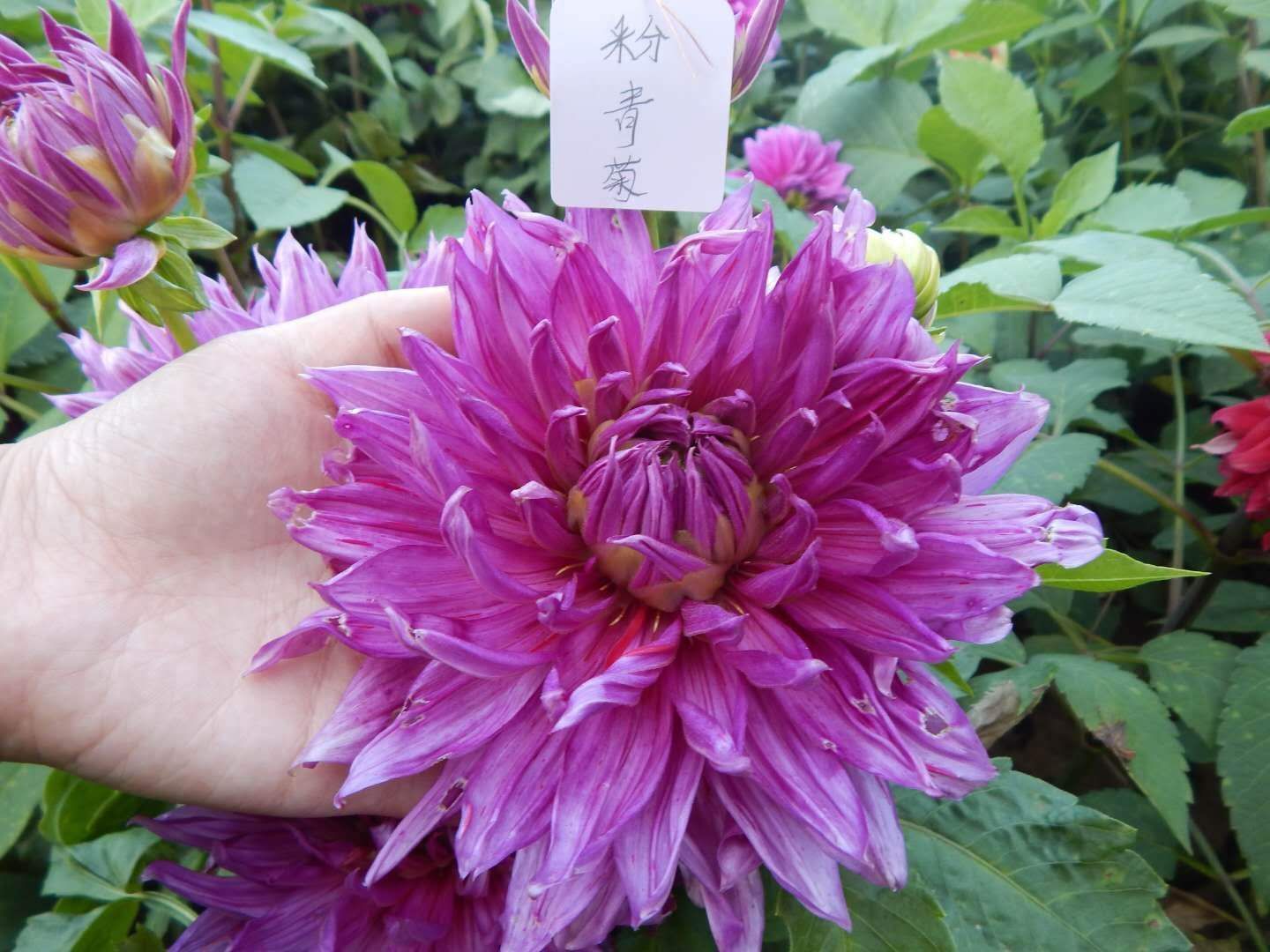 大丽花种子  大丽花自产自销品种多，花期长，花大饱满