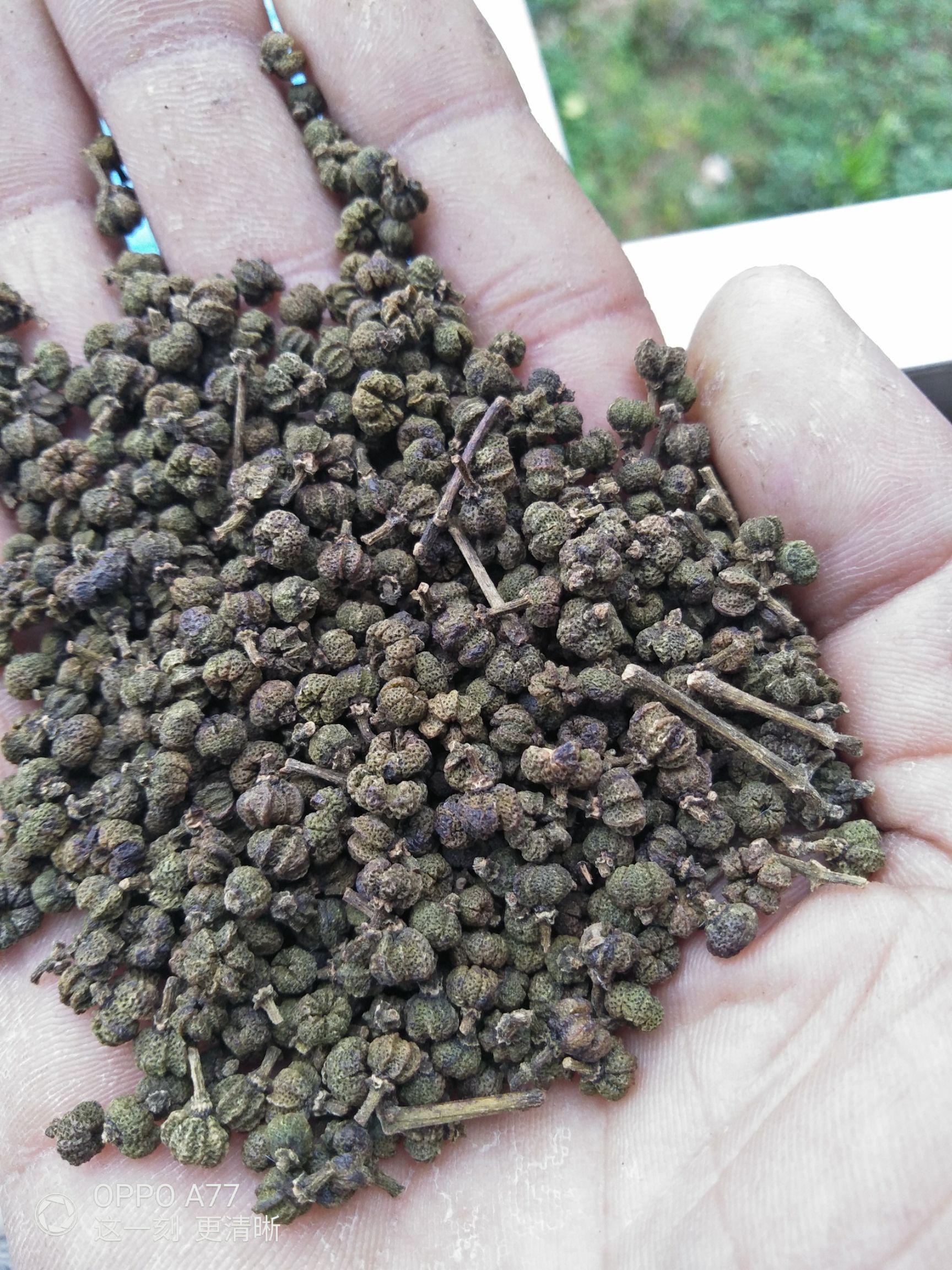 吴茱萸苗  广西江西中花吴株萸苗