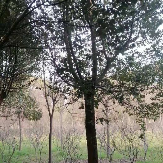 无锡小叶樟  18-25之间的结杆5年的香樟树，1500棵，包上车