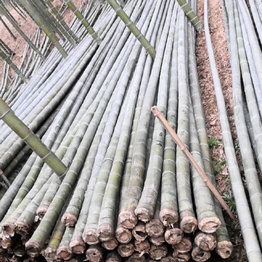 宜兴市楠竹统货 9寸以上 大量现货 6年竹龄老竹子