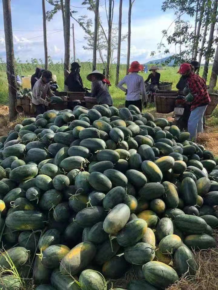 黑美人西瓜 云南省红河哈尼族彝族自治州河口瑶族自治县 1茬