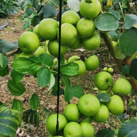 灵山县冬枣树苗  苹果冬枣果树苗