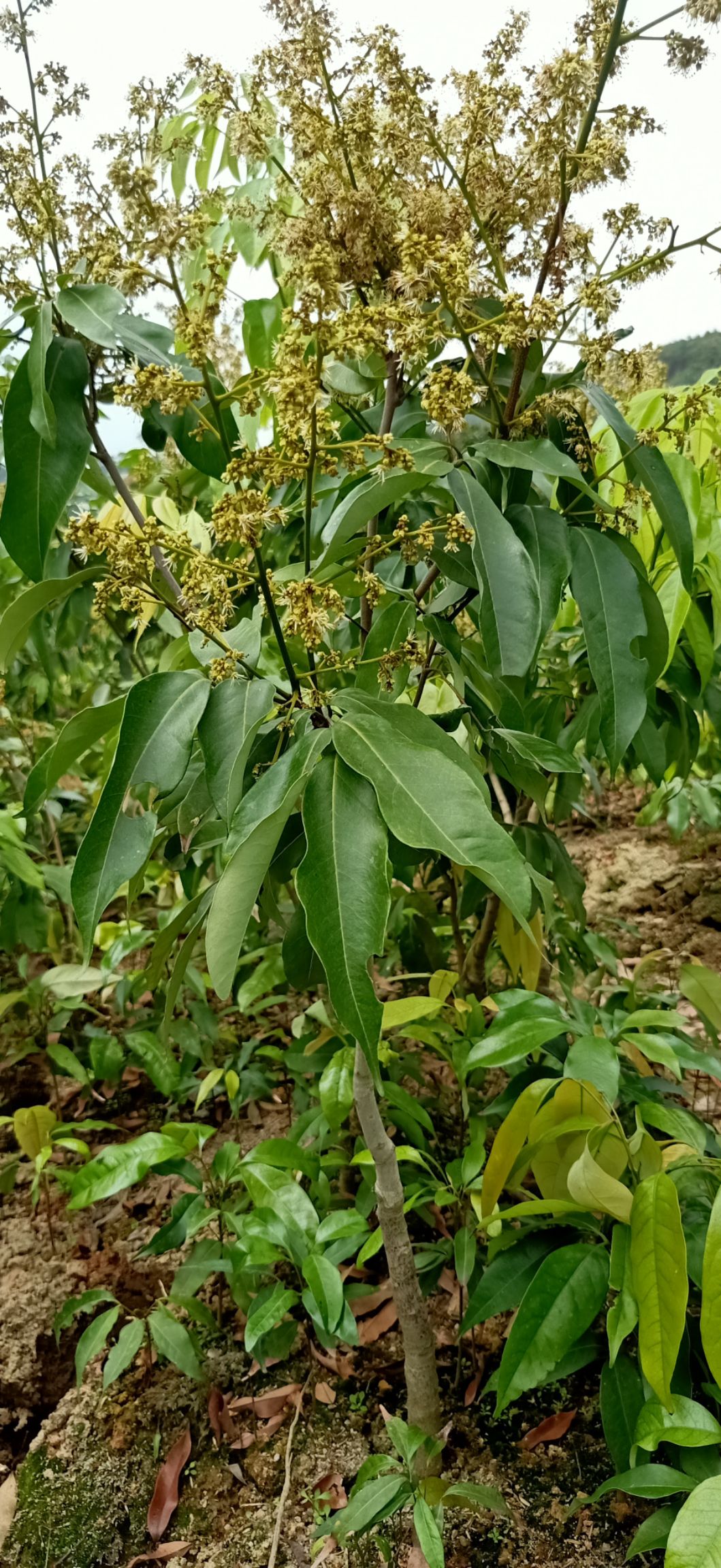 桂味荔枝苗 桂味荔枝苗嫁接苗