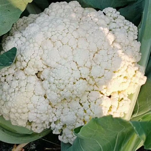 绵阳有机花菜（菜花）