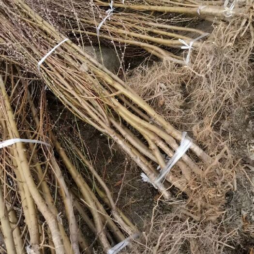 连平县绿叶碧桃 2年生观赏桃花树，头径2-4公分，根系发达，易成活，花量大。