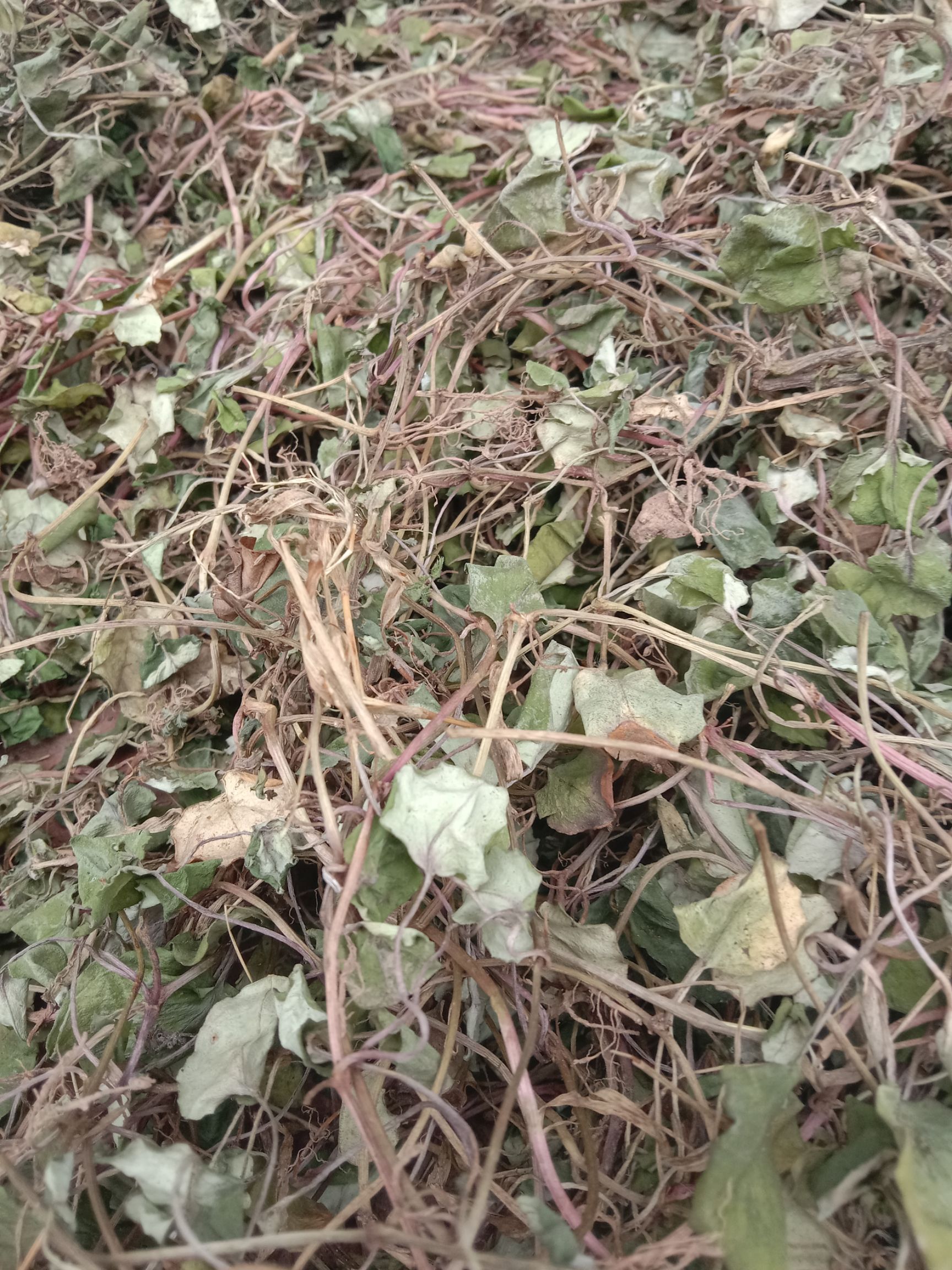  川金钱草，过路黄