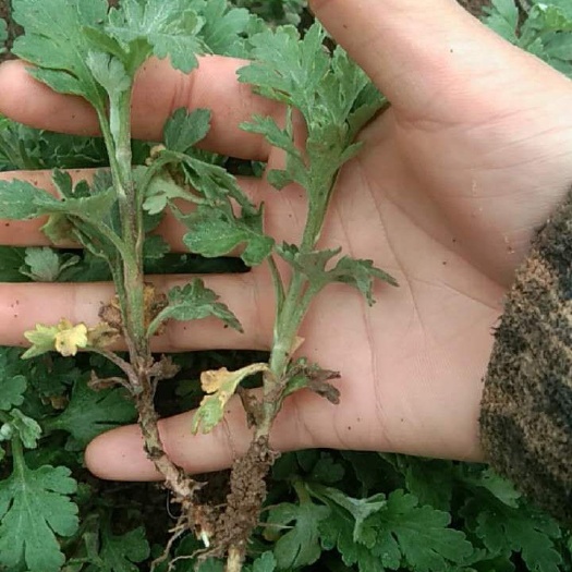 亳州白菊花苗 专业菊花种植育苗 5年专业的菊花基地 专业的团队