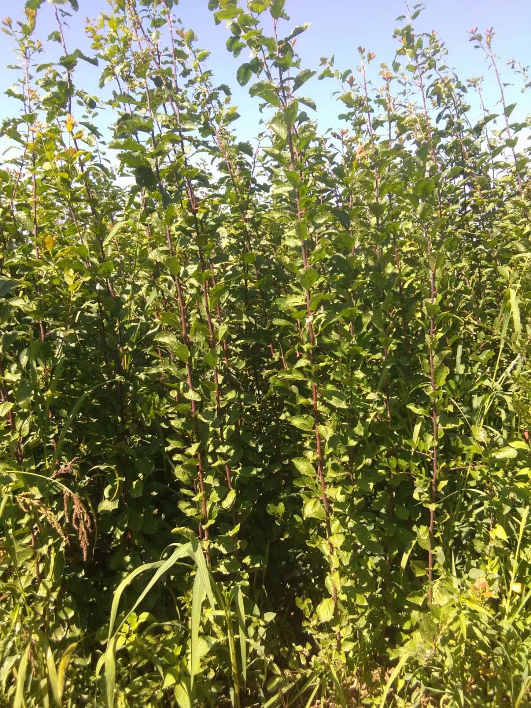 西梅苗  法兰西木供应