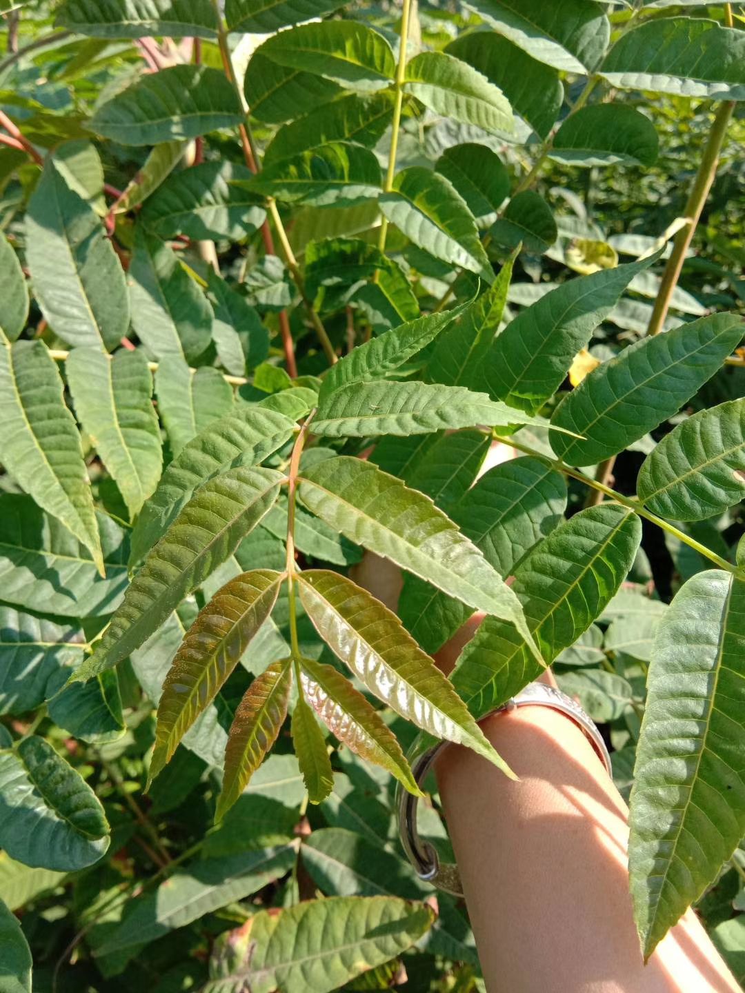 红油香椿苗  香椿苗