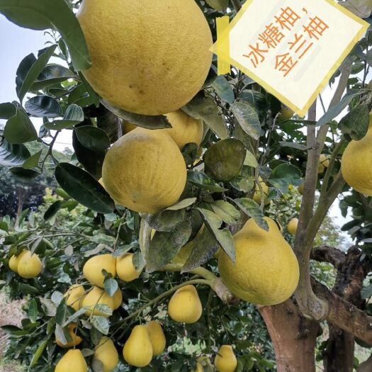 芷江县香柚冰糖柚金兰柚雪峰蜜柚质脆味甜多汁化渣新鲜蜜柚10斤装包邮