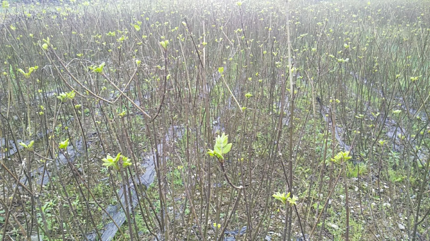 吴茱萸苗  广西江西中花吴株萸苗