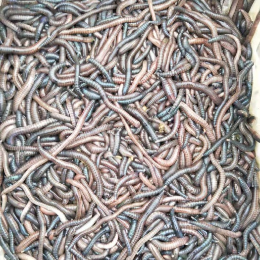 徐闻县广地龙（蚯蚓）大量出售