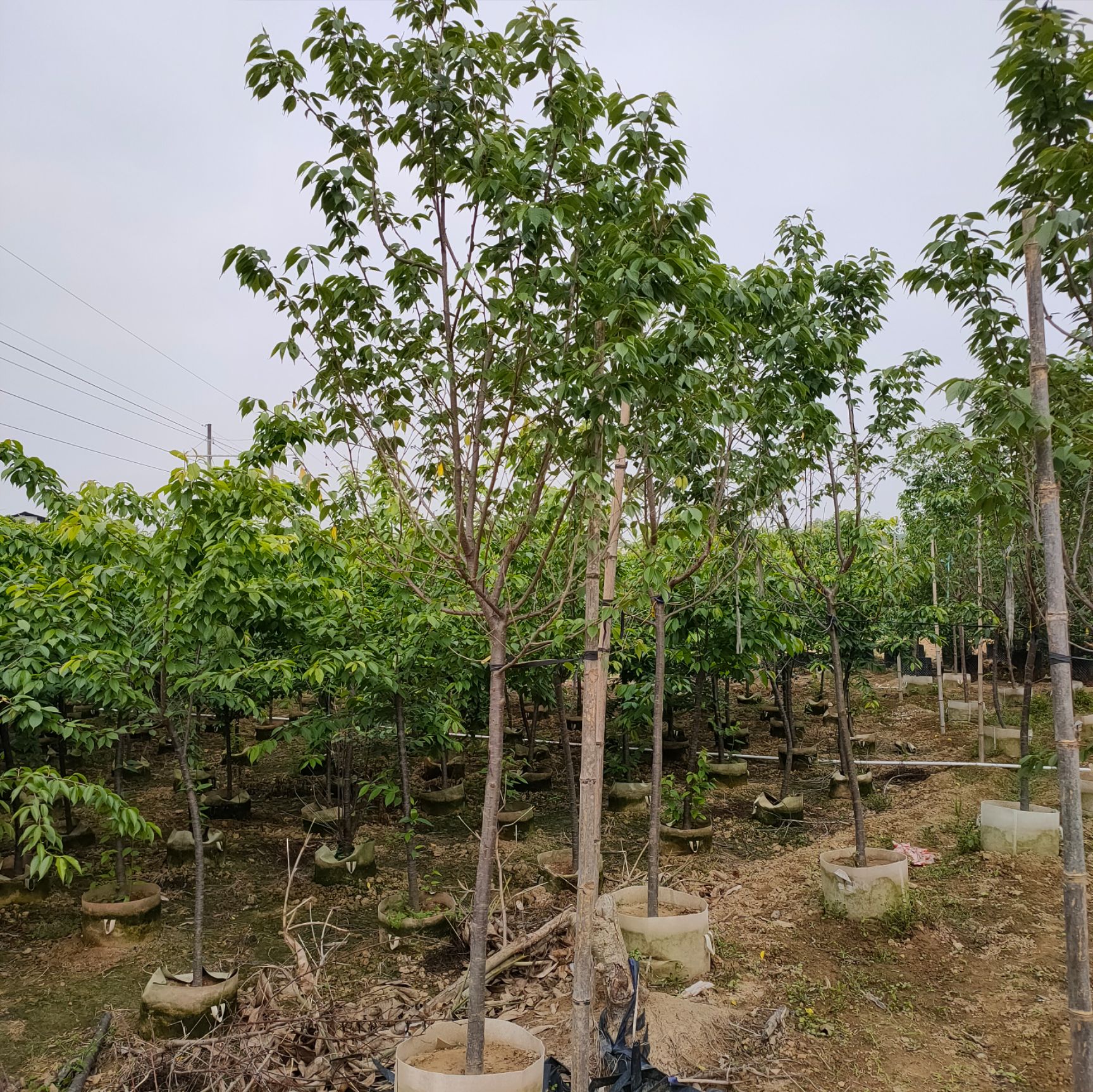 福建山樱花3公分，中华樱