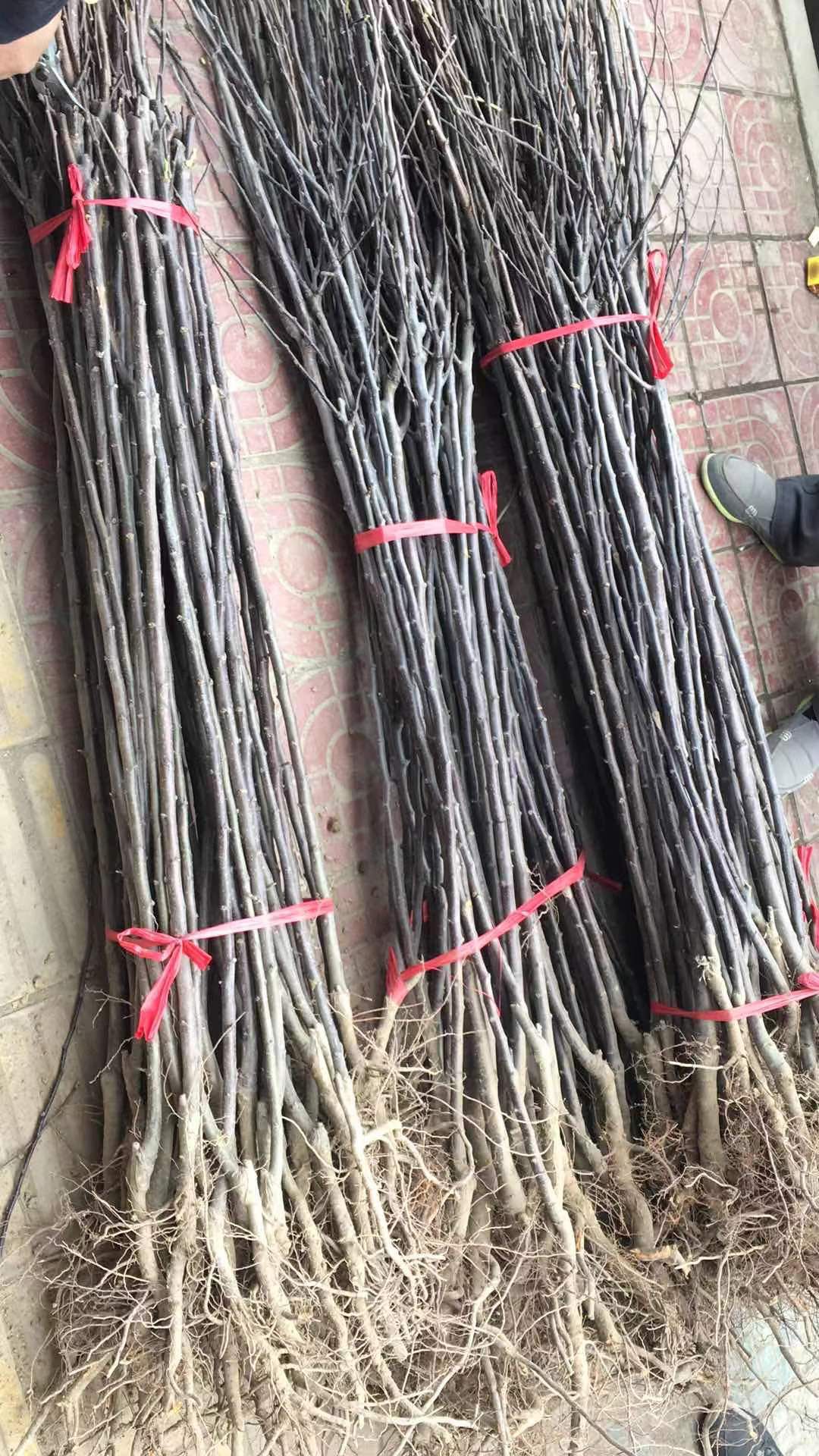 寒富苹果树苗  寒富士苹果树苗烟富10苹果树苗成活率高，包品