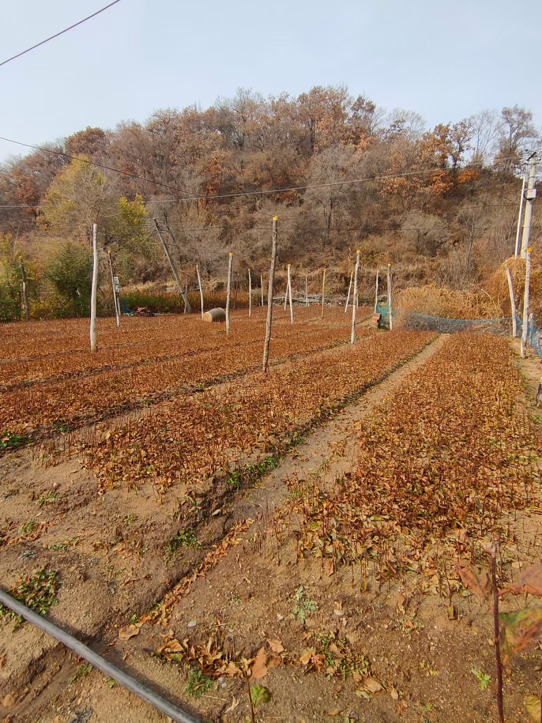 红叶榆叶梅