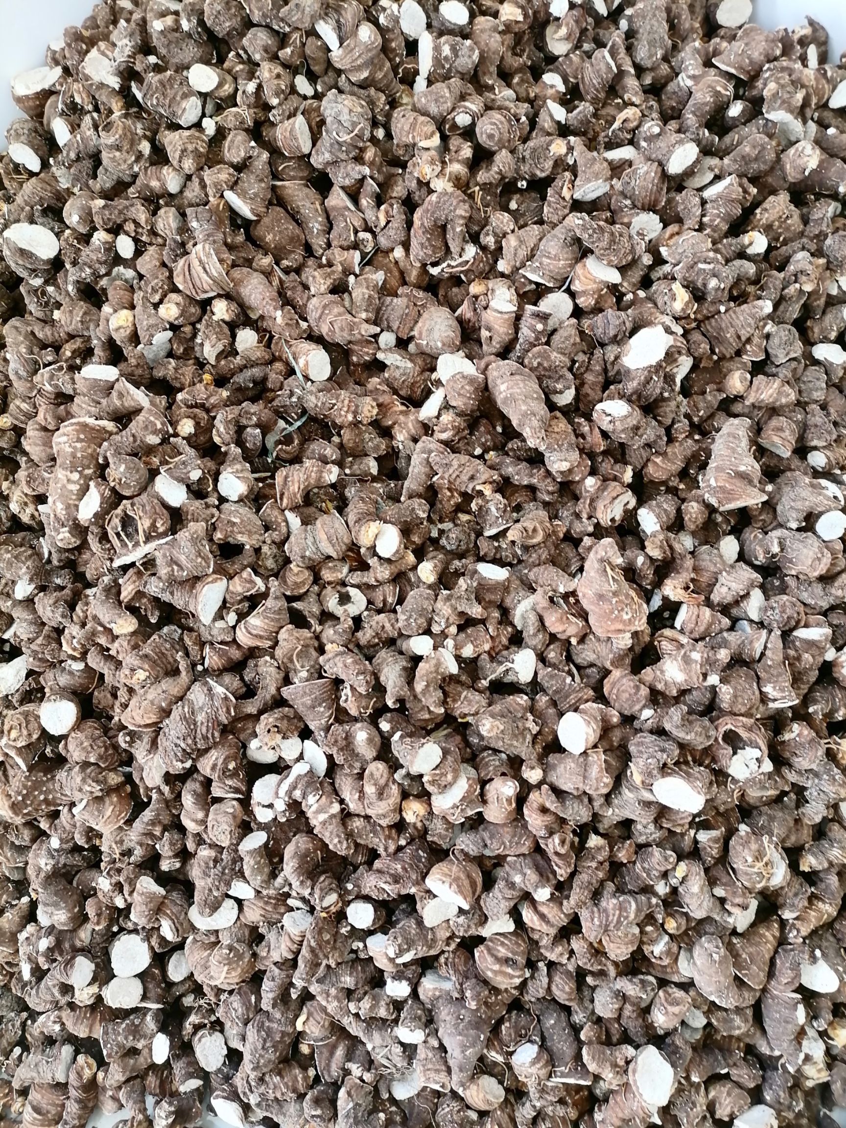 矮杆滇重楼统货