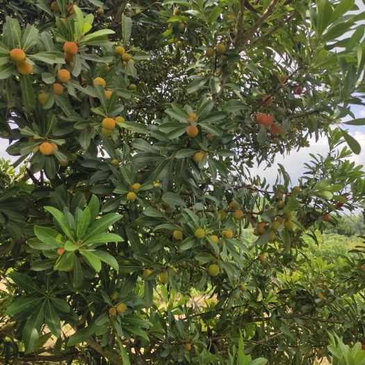 仙居县荸荠杨梅  量多优惠