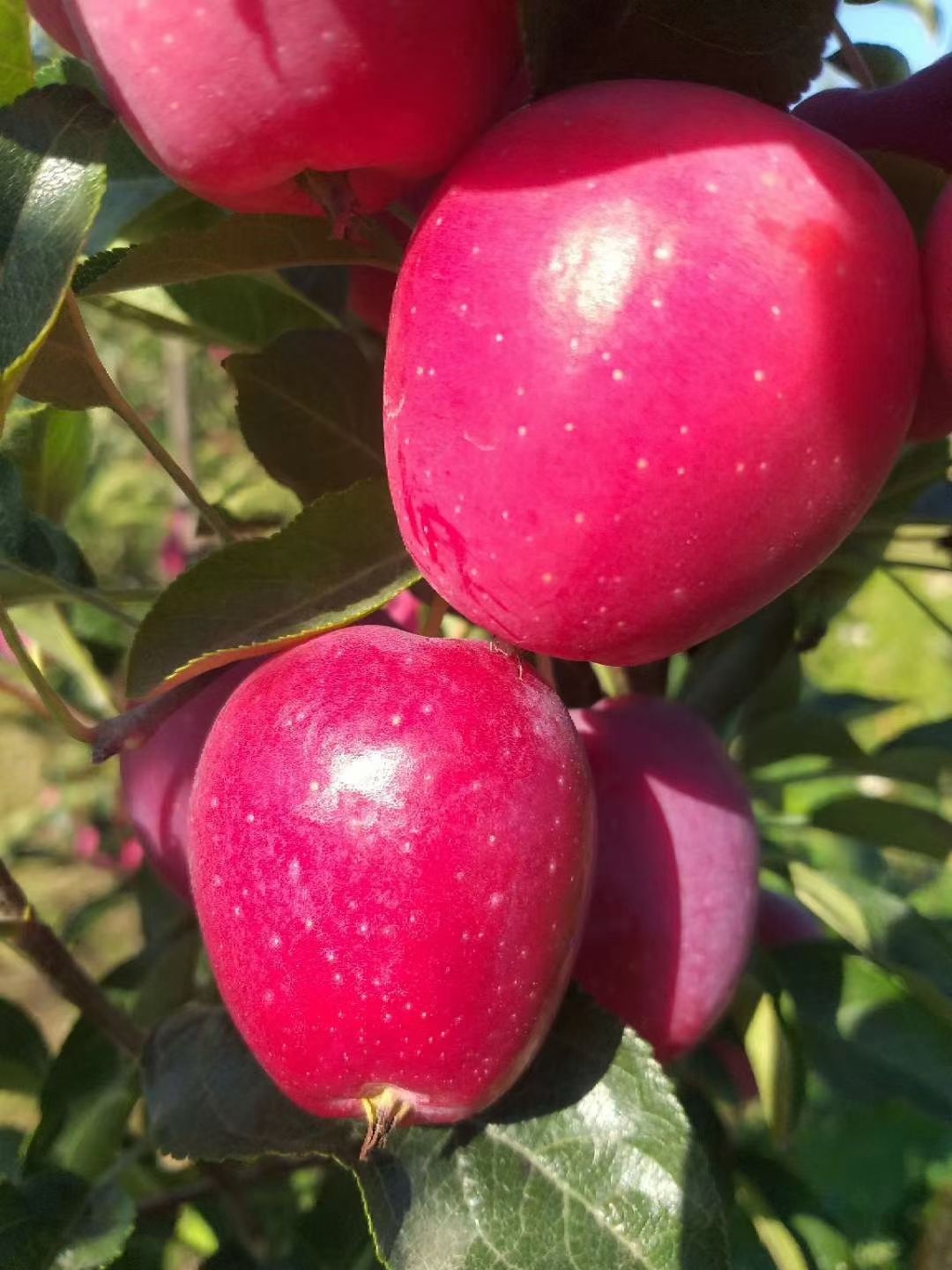 鸡心果苹果 疆凌果业产地直供《香妃海棠》
