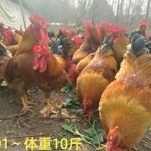 昆明K9鸡苗  青脚麻 白凤 土鸡各种脱温鸡  疫苗已做全