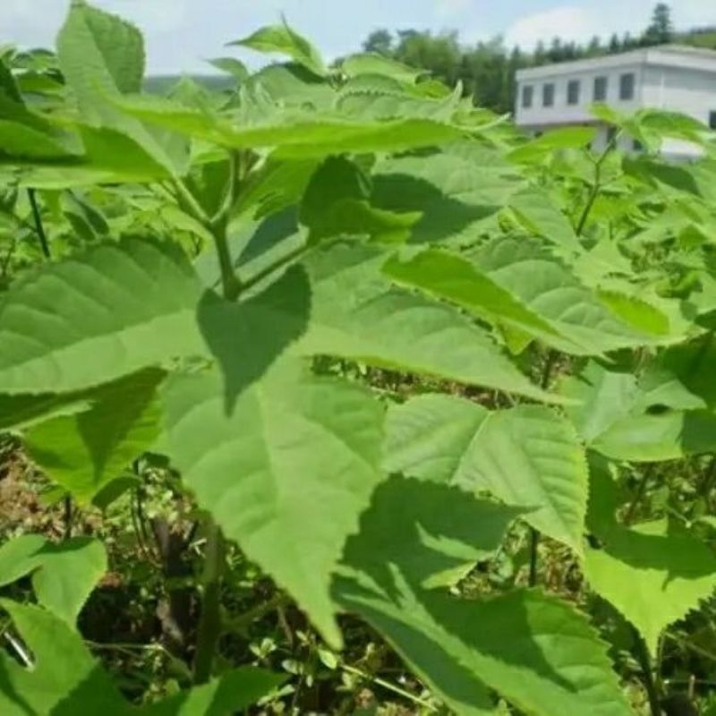 构树杂交构树苗楮实子假杨梅猪牛羊马青饲料牧草耐寒高温