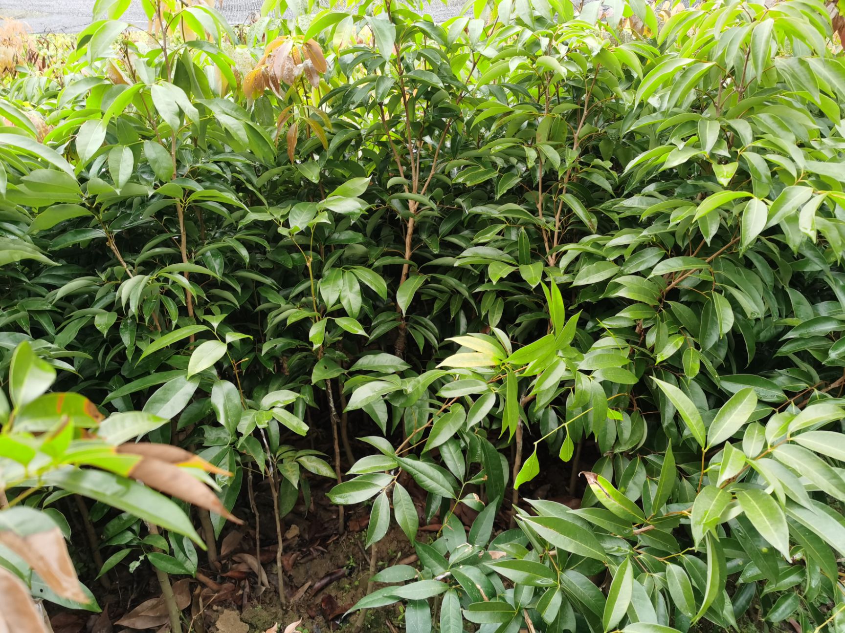 妃子笑荔枝苗地栽庭院南方种植嫁接无核桂味荔枝苗树当年结果