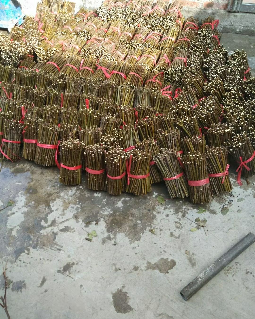 吴茱萸苗  广西江西中花吴株萸苗