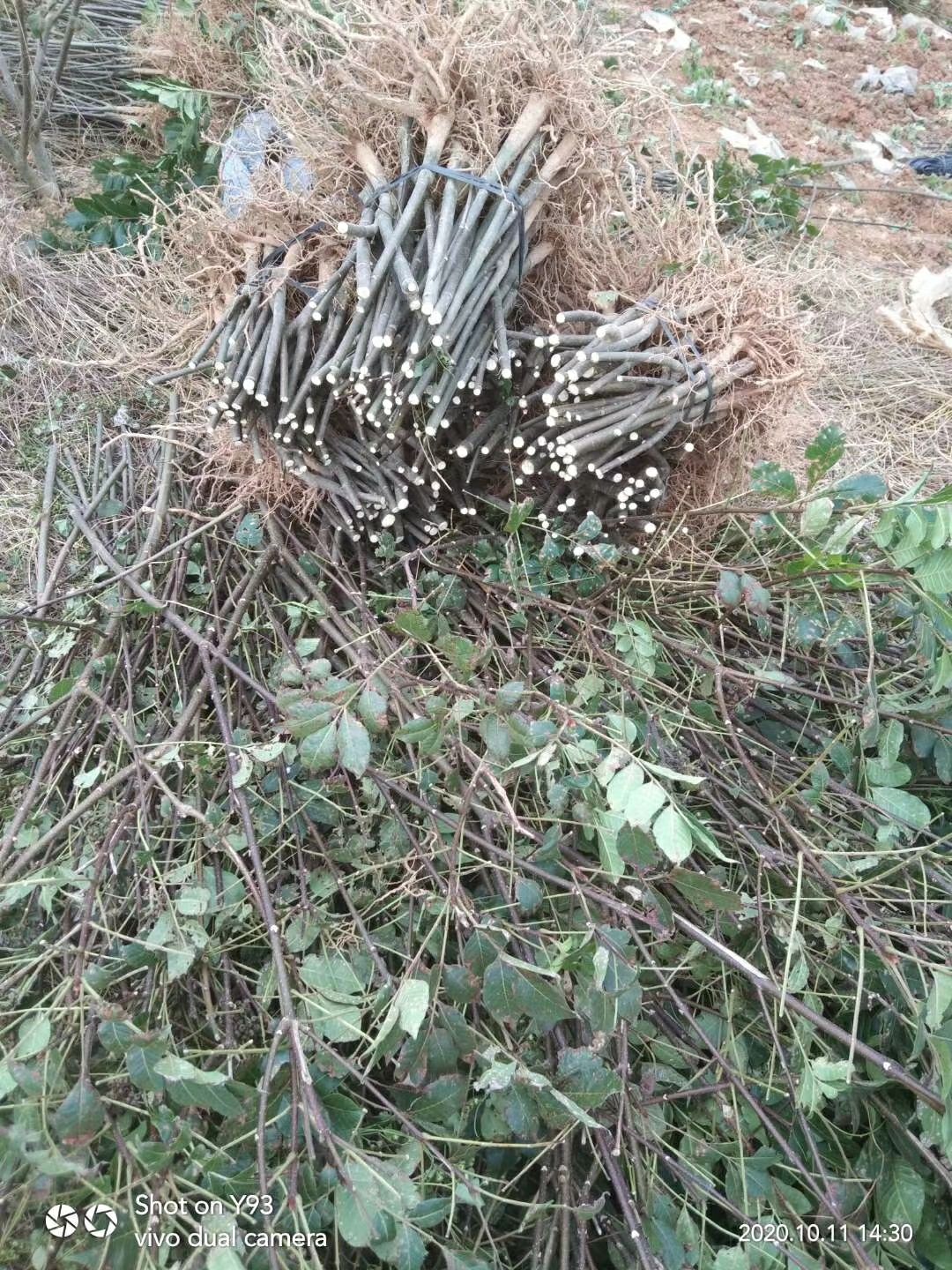 吴茱萸苗  广西江西中花吴株萸苗