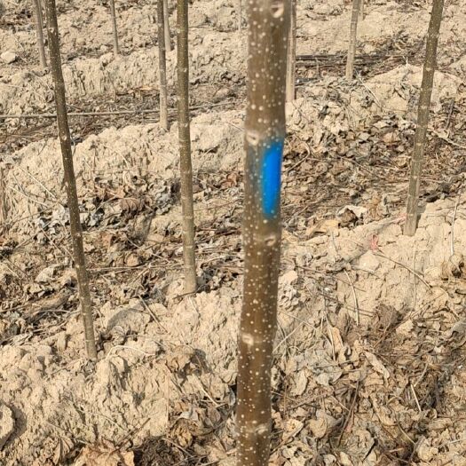 周口河南楸  4公分楸树大量出售