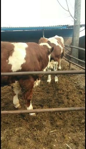 资中县黄牛  肉牛基地现售大小西门塔尔肉牛
