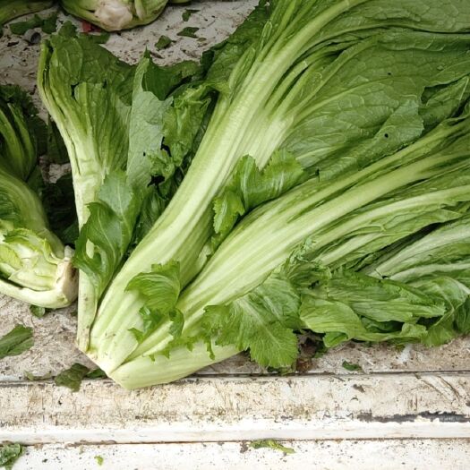 修文县包心芥菜