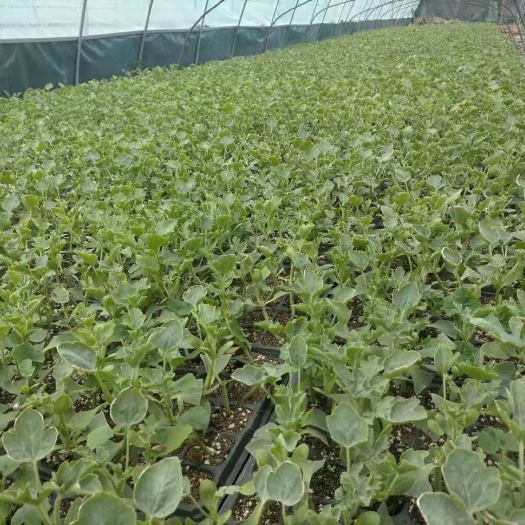 老河口市美都西瓜苗 嫁接秀都，美都，一品红欣西瓜苗，苗场直供，量大从优需要的联系